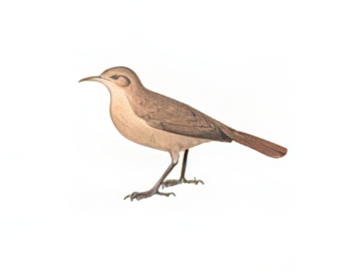 Tamaño Hornero