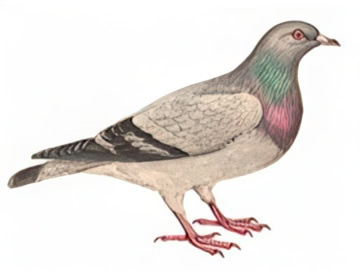 Tamaño Paloma