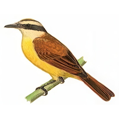 Benteveo