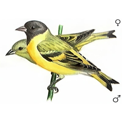 Cabecita Negra