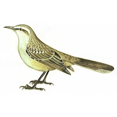 Calandria