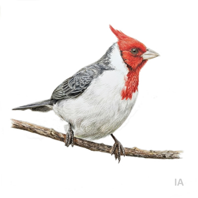 Cardenal Cresta Roja