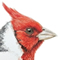 Cardenal Cresta Roja