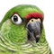 Chiripepé Cabeza Verde