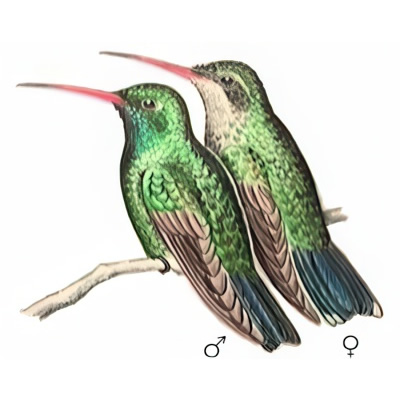 Picaflor Verde