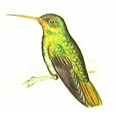 Picaflor Bronceado