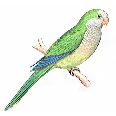 Cotorra Argentina