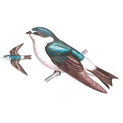 Golondrina Ceja Blanca