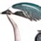 Golondrina Ceja Blanca