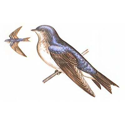 Golondrina Doméstica