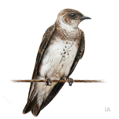 Golondrina Parda