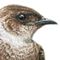 Golondrina Parda