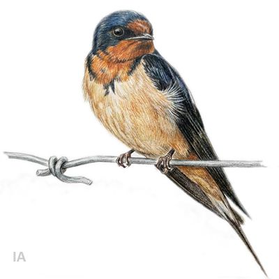 Golondrina Tijerita