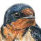 Golondrina Tijerita