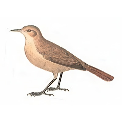 Hornero