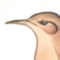 Hornero