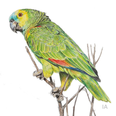 Loro hablador