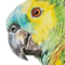 Loro hablador