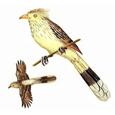 Pirincho