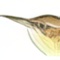 Ratona