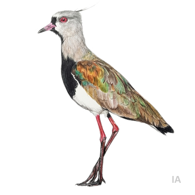 Tero
