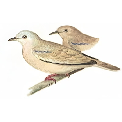 Torcacita