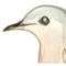 Torcacita