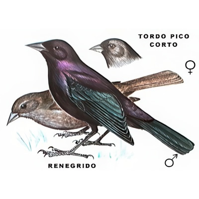 Renegrido