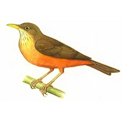 Zorzal Colorado